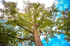 How Our Tree Care Process Works  in  Manila, AR