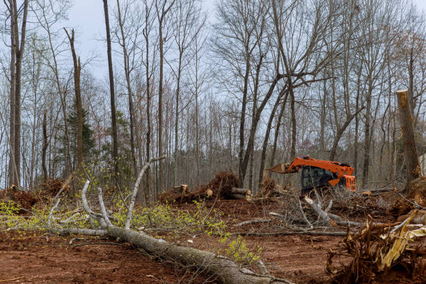 Professional Tree Services in Manila, AR